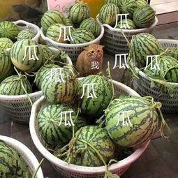 吃瓜娱乐头像高清,高清吃瓜娱乐头像,带你领略潮流风采 第1张 吃瓜娱乐头像高清,高清吃瓜娱乐头像,带你领略潮流风采 第1张